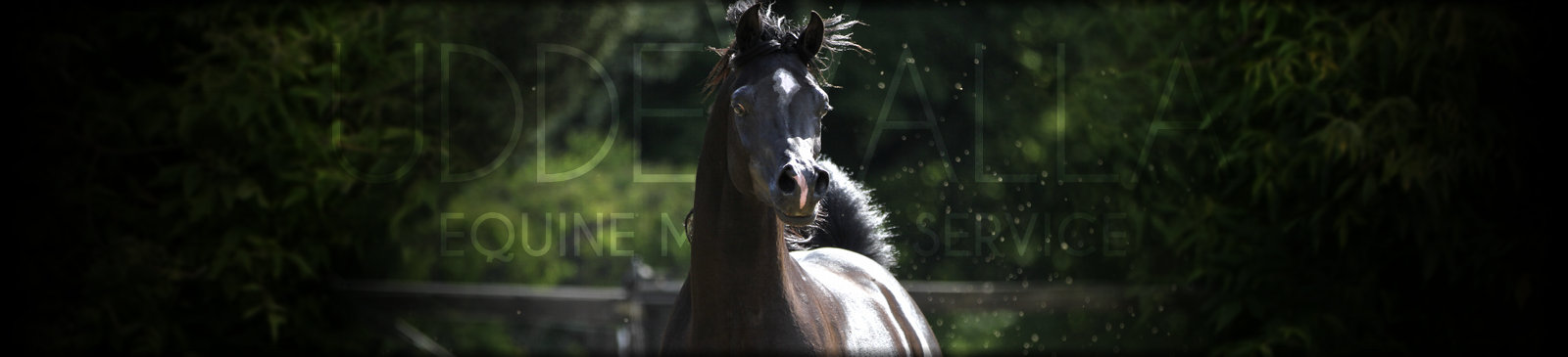 Uddevalla Equine Medical Service header